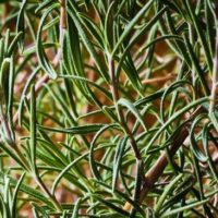 How To Build A Herb Spiral &mdash; Spring is just around the corner and winter is starting to wind down, for some of us anyway. Build one of these beauties and have plenty herbs for the rest of the year.