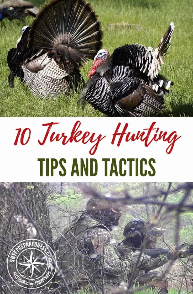 10 Turkey Hunting Tips And Tactics — Wild Turkey numbers today are at an all-time high; hunters across America have a great opportunity to enjoy this highly assessable, wonderful renewable resource.