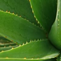 How to Make Easy Aloe Vera Soap &mdash; The gel of this plant has many amazing benefits. It is especially fantastic for your skin. It soothes your sunburns, heals your wounds, improves infections, acne, yeast, eczema, and other skin irritations.