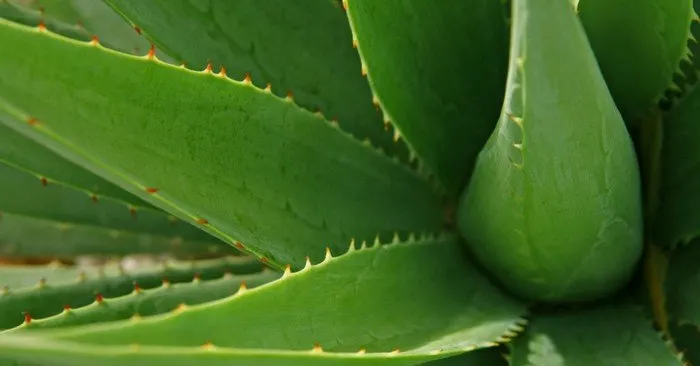 How to Make Easy Aloe Vera Soap — The gel of this plant has many amazing benefits. It is especially fantastic for your skin. It soothes your sunburns, heals your wounds, improves infections, acne, yeast, eczema, and other skin irritations.