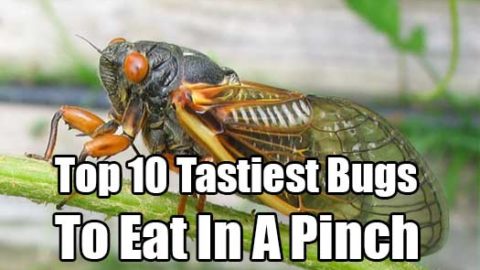Top 10 Tastiest Bugs to Eat in a Pinch