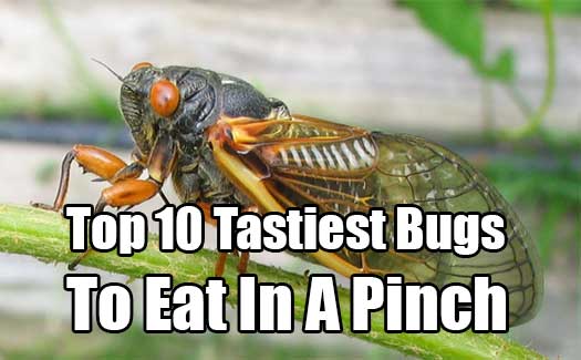 Top 10 Tastiest Bugs To Eat In A Pinch