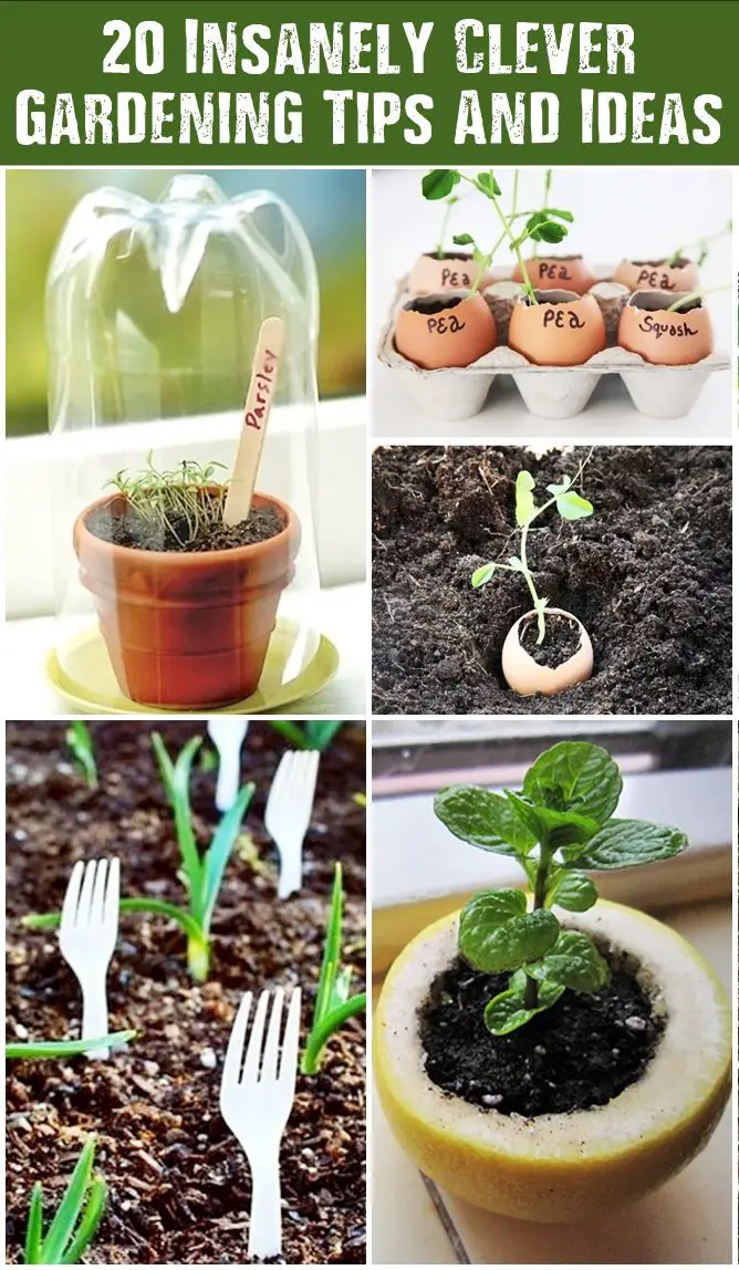20 insanely clever gardening tips and ideas that could give even pro gardeners much needed help this spring.
