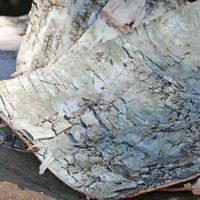 9 Ways Birch Bark Can Save Your Life In An Emergency — Just like any other type of wood, birch bark has a variety of different beneficial uses, although harvesting this timber must be done so carefully.
