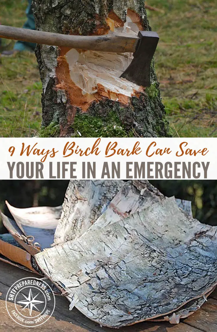 9 Ways Birch Bark Can Save Your Life In An Emergency