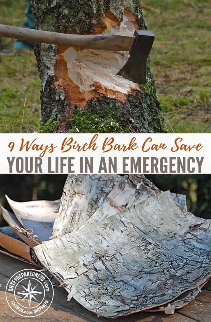 9 Ways Birch Bark Can Save Your Life In An Emergency