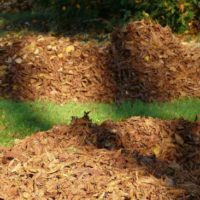 Leaf Mold and How it Can Help Your Soil — Although leaf mold should not replace your regular fertilizers and compost, as these help to provide the nutritional supplements that soil needs to prosper and survive, it is a fantastic addition to the Earth.