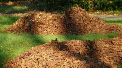 Leaf Mold and How it Can Help Your Soil