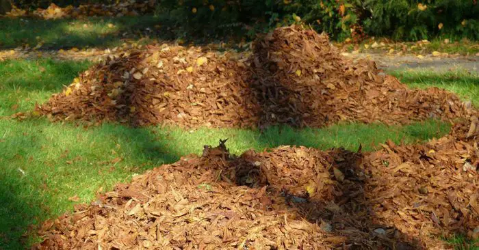 La moisissure foliaire et comment elle peut aider votre sol - Bien que la moisissure foliaire ne devrait pas remplacer vos engrais et compost habituels, car ils aident à fournir les suppléments nutritionnels dont le sol a besoin pour prospérer et survivre, c'est un ajout fantastique à la Terre.