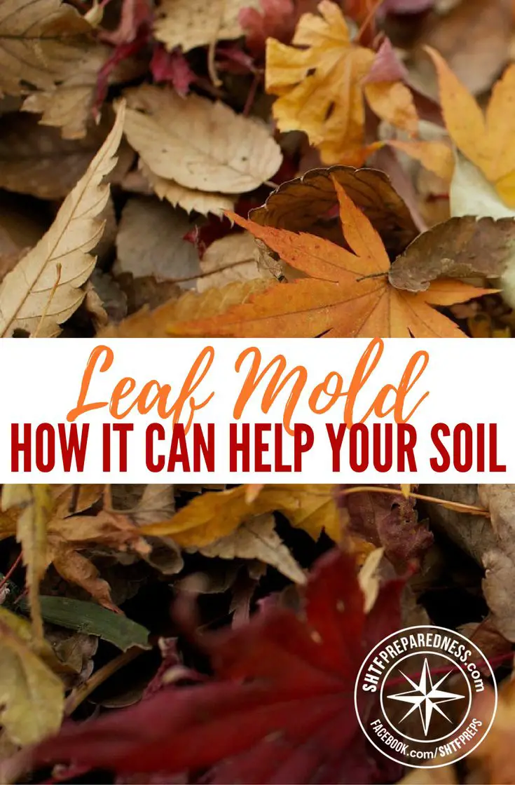 Leaf Mold and How it Can Help Your Soil — Although leaf mold should not replace your regular fertilizers and compost, as these help to provide the nutritional supplements that soil needs to prosper and survive, it is a fantastic addition to the Earth.