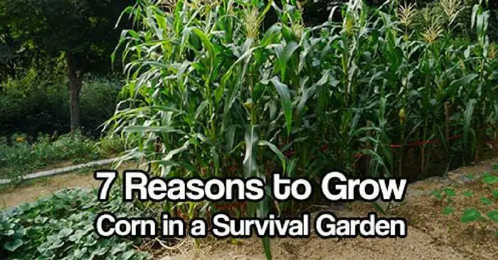 7 Reasons To Grow Corn In A Survival Garden