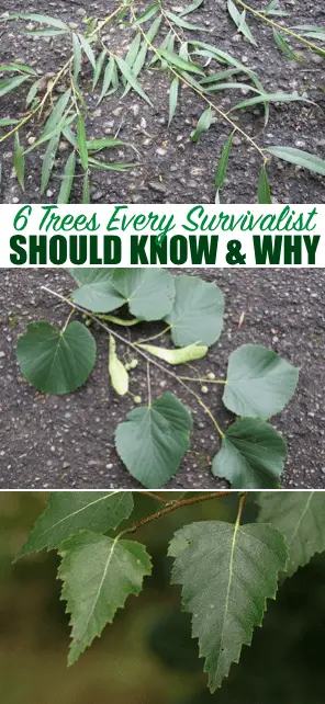 6 Trees Every Survivalist Should Know & Why — Being a prepper/survivalist is a great lifestyle. I am loving it and haven't looked back. There is always new information to be learned and this article is proof of that for me.