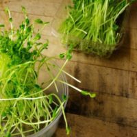 How to Grow Sprouts In A Mason Jar For You Or Your Chickens — Sprouts are great for us and our lovely chickens. They are full of nutrients and much needed sustenance. You can use sprouts in your every day foods, I prefer them in salads It gives the salad a great crunch and taste.
