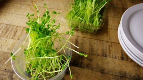 How to Grow Sprouts In A Mason Jar For You Or Your Chickens