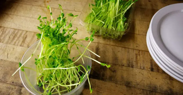 How to Grow Sprouts In A Mason Jar For You Or Your Chickens — Sprouts are great for us and our lovely chickens. They are full of nutrients and much needed sustenance. You can use sprouts in your every day foods, I prefer them in salads It gives the salad a great crunch and taste.