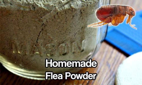 Homemade Flea Powder That Actually Works! - SHTF Prepping
