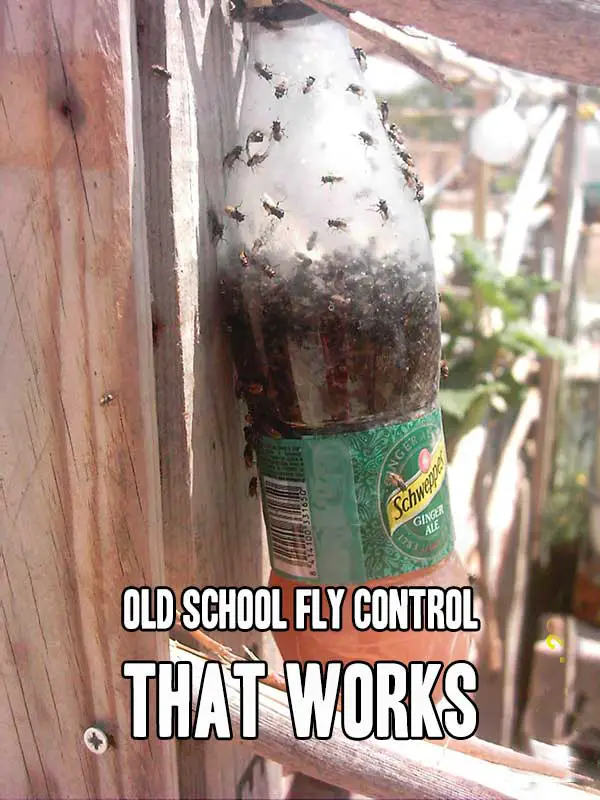 Are flies driving you crazy this year? They seem to be out of contro in my area! Get them under control with this old school fly trap.