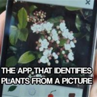 The App That Identifies Plants From A Picture - I downloaded this app and got great results. How many times have you seen a plant or a flower and are unsure of what it is?