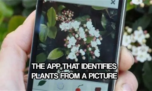 The App That Identifies Plants From A Picture - I downloaded this app and got great results. How many times have you seen a plant or a flower and are unsure of what it is?