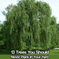 13 Trees You Should Never Plant In Your Yard