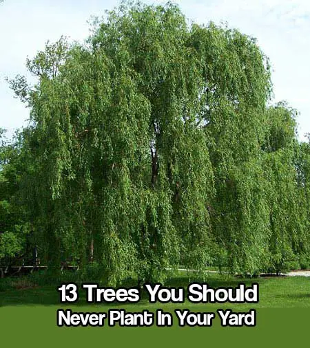 13 Trees You Should Never Plant In Your Yard 1 13 Trees You Should Never Plant In Your Yard