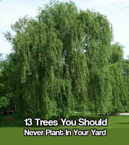 13 Trees You Should Never Plant In Your Yard