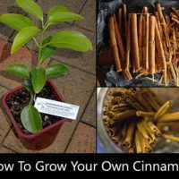 How to Grow Cinnamon At Home