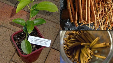 How to Grow Cinnamon At Home