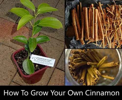 How to Grow Cinnamon At Home