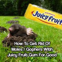 How To Get Rid of Moles / Gophers - There are multiple methods of ridding your lawn of moles. If you want to try an inexpensive method try chewing gum as your tool!