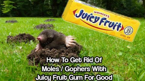 How To Get Rid of Moles / Gophers With Juicy Fruit Gum For Good