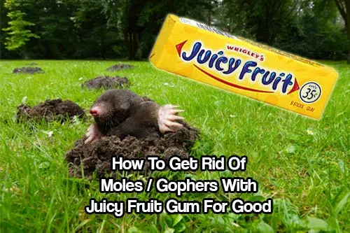 How To Get Rid of Moles / Gophers - There are multiple methods of ridding your lawn of moles. If you want to try an inexpensive method try chewing gum as your tool!