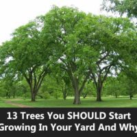 13 Trees You SHOULD Start Growing In Your Yard And Why