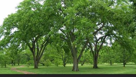 13 Trees You SHOULD Start Growing in Your Yard and Why