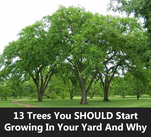 13 Trees You SHOULD Start Growing In Your Yard And Why