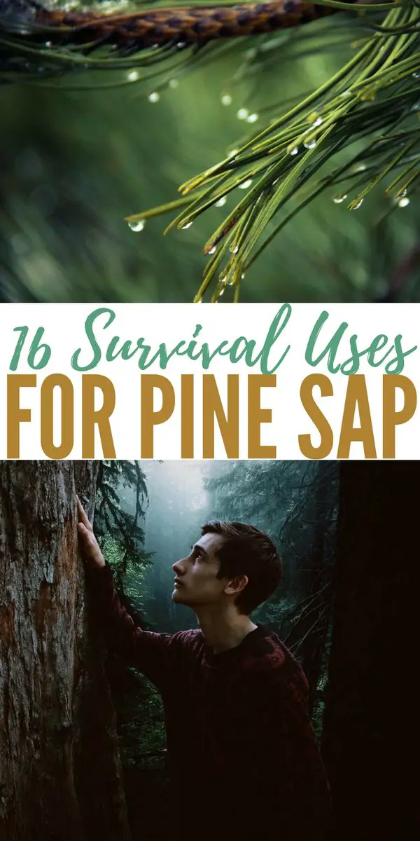 16 Survival Uses For Pine Sap — Pine trees are found pretty much in every state and every country in the northern hemisphere. They can provide you with a delicious and very nutrient drink in the form of pine needle tea.