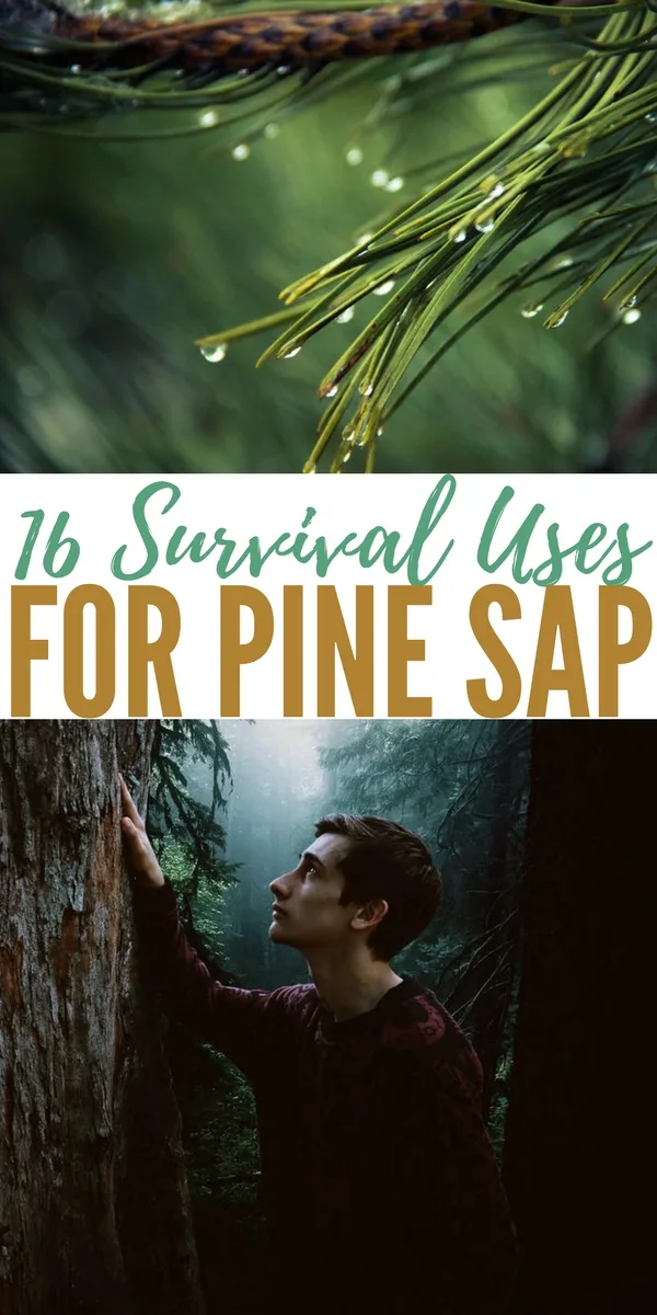 16 Survival Uses For Pine Sap — Pine trees are found pretty much in every state and every country in the northern hemisphere. They can provide you with a delicious and very nutrient drink in the form of pine needle tea.