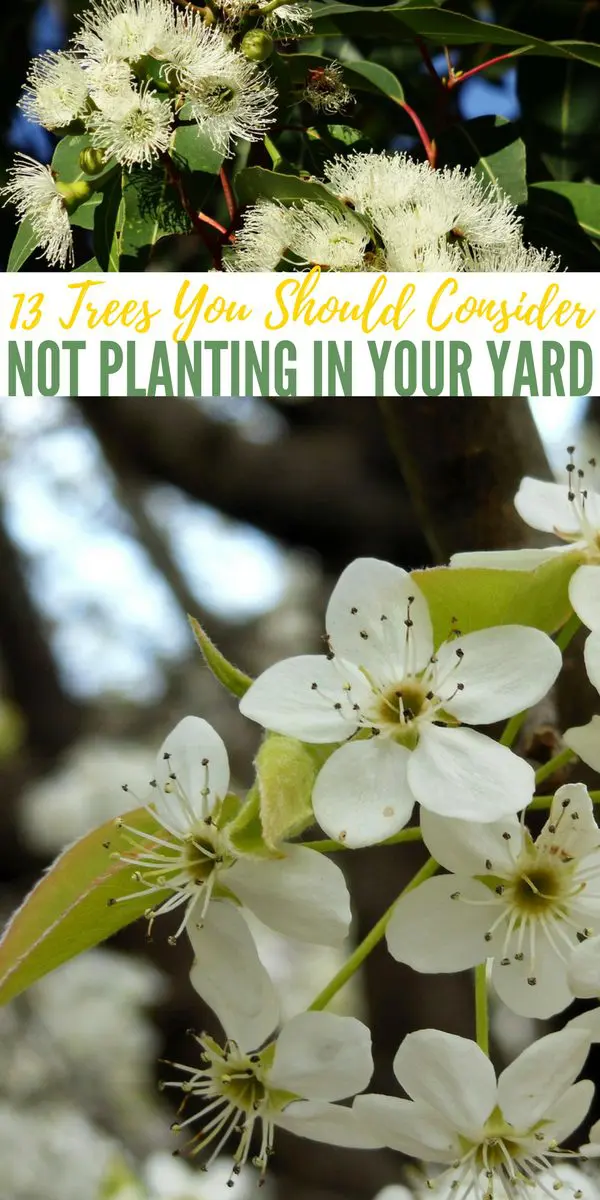 13 Trees You Should Consider NOT Planting In Your Yard — I am so happy I read this article. I say that because I need to plant trees to create privacy and a little shade. I was thinking about planting Leyland Cypress trees around my property but what I didn't realize is if you don't keep them trimmed they can die and become very messy to clean up.