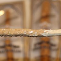 How To Make A Toothbrush In The Field - To make a twig toothbrush, simply cut a green twig about the diameter of a pencil and just as long. Pound the end of the twig with a clean, smooth rock. Then chew this end for a minute to moisten and soften the bristles; and finally, brush away.
