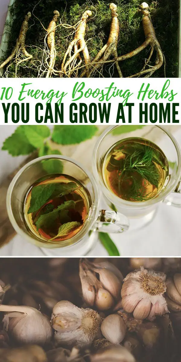 10 Energy Boosting Herbs You Can Grow At Home