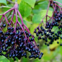 10 Wild Edibles Found Everywhere - When you walk across a field, do you ever wonder if any of it is edible? You may recognize several 'weeds' in there such as dandelion and clover but the rest is just 'wild plants' or other weeds to you.