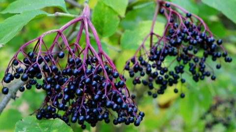 10 Wild Edibles Found Everywhere
