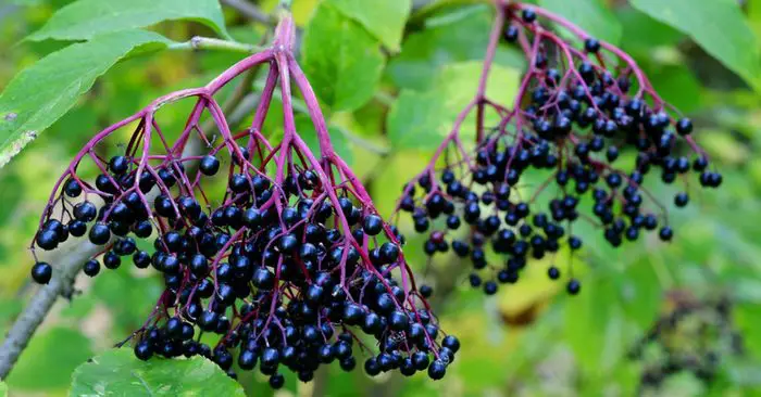 10 Wild Edibles Found Everywhere - When you walk across a field, do you ever wonder if any of it is edible? You may recognize several 'weeds' in there such as dandelion and clover but the rest is just 'wild plants' or other weeds to you.