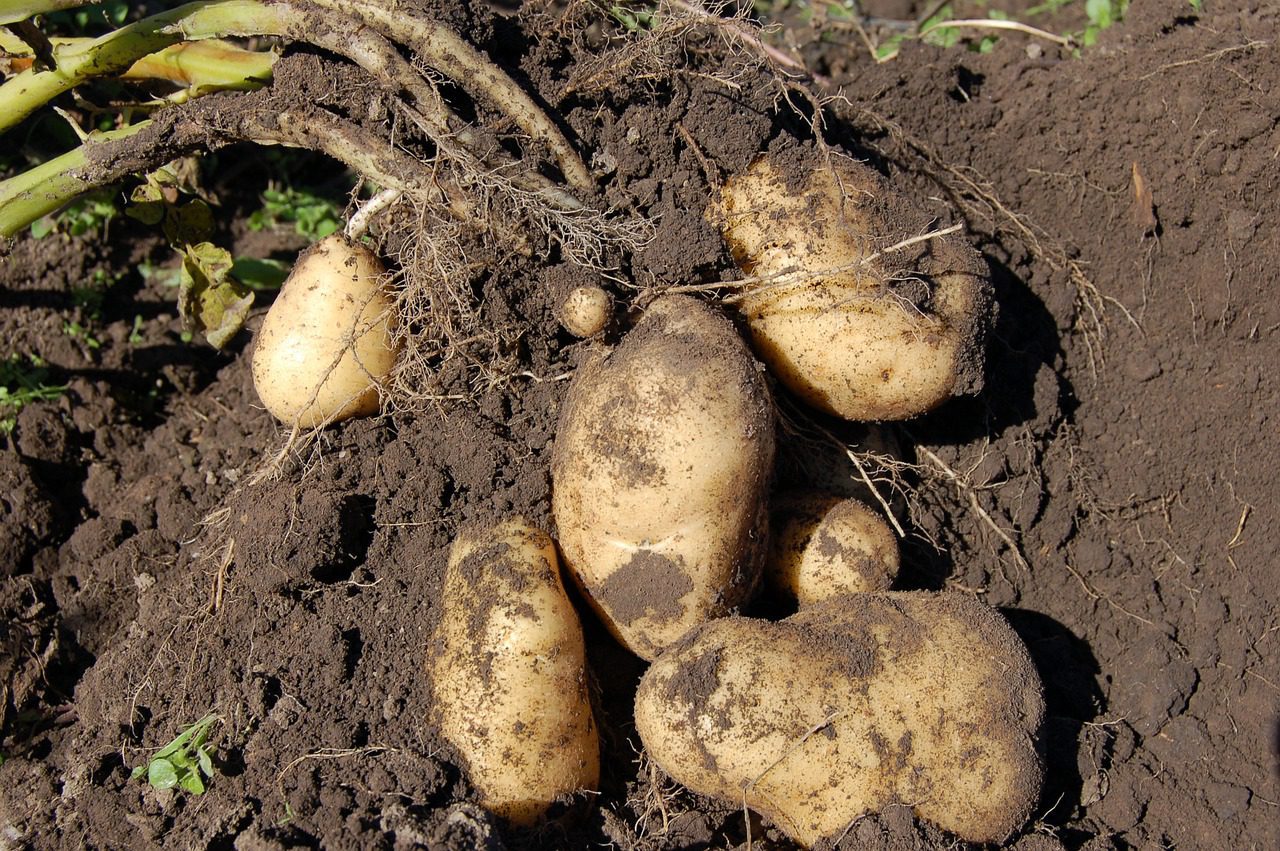 6 Different Methods Of Growing Potatoes in your Backyard