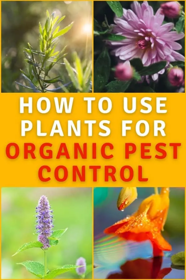 Stop using harsh chemicals in your garden and select native plants for organic pest control that will invite beneficial insects and repel harmful ones.