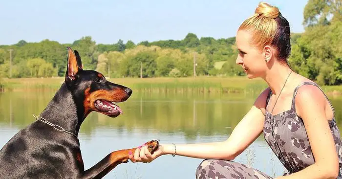 9 Best Guard Dogs For Home Defense - preparedness