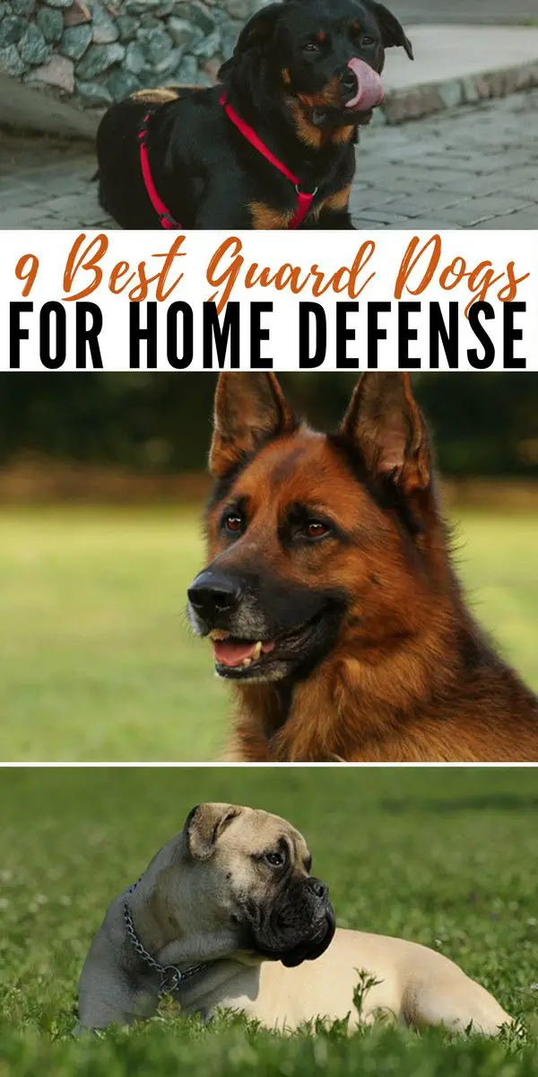 9 Best Guard Dogs For Home Defense - tips