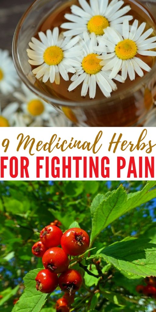 9 Medicinal Herbs For Fighting Pain - Another thing that’s good about medicinal herbs is that you may have some of them growing on your property right now! Once you learn how to identify them, you’ll be able to pick them whenever you want, as well as pick as much as you want.