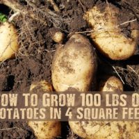 How To Grow 100 lbs Of Potatoes In 4 Square Feet - Potatoes can be grown as a fall/winter crop in warmer climate zones, so check out this great tip to maximize your space!