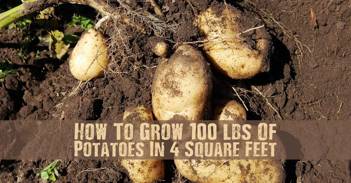 How To Grow 100 lbs Of Potatoes In 4 Square Feet 1 How To Grow 100 lbs Of Potatoes In 4 Square Feet - Potatoes can be grown as a fall/winter crop in warmer climate zones, so check out this great tip to maximize your space!